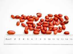 Roasted Peanut Kernel