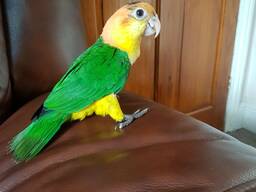 Sällsynt handuppfödd, fånig tam baby Ducorps-kakadua. WhatsApp oss: