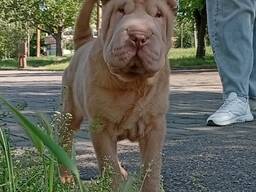 Shar Pei valp