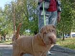 Shar Pei valp - фото 3