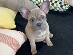 Щенки французского бульдога