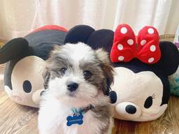 Shih Tzu-valpar till adoption