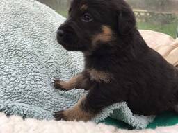 Söta labradorvalpar.  
