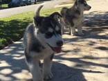 Söta Siberian Husky-valpar. . Whatsapp oss på: 27848239748 - фото 2