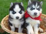 Söta Siberian Husky-valpar. . Whatsapp oss på: 27848239748 - фото 1