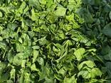 Spinach baby - photo 1
