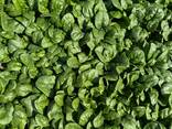 Spinach baby - photo 2