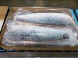Stock Available Frozen Whole Salmon Fish (Seafood)- Norwegian Salmon Fillets, Salmon Fish