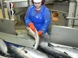 Frozen Wild Salmon Frozen Salmon Fish Fillets Frozen Chum Salmon Fillet/ mackerel fish - фото 1