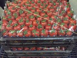 TOMATO KOKTEYL