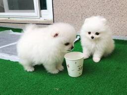 Två fantastiska T-Cup Pomeranian-valpar. . Whatsapp oss på: 27848239748