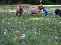Två labradorvalpar. . Whatsapp oss på: 27848239748