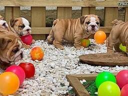 Underbara engelska bulldoggvalpar.. whatsapp oss: