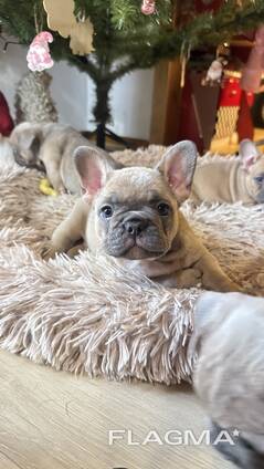 Valpar Fransk Bulldog