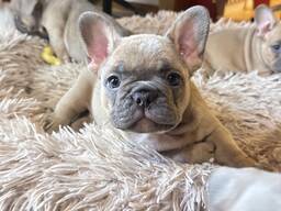 Valpar Fransk Bulldog