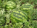 We sell WATERMELON - photo 1