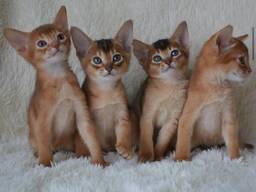 WhatsApp mig på.....  Abessinierkattungar