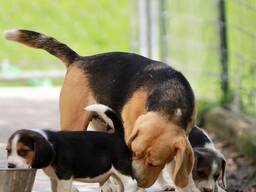 WhatsApp mig på. .. ..  Beaglevalpar KC reg