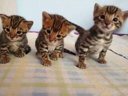 WhatsApp mig på. .. ..  Bedårande bengalungar till adoption