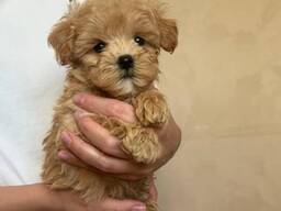 WhatsApp mig på. .. ..  Bedårande miniatyrpudlar för adoption