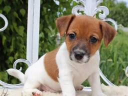 WhatsApp mig på.....  Renrasiga Jack Russell-valpar
