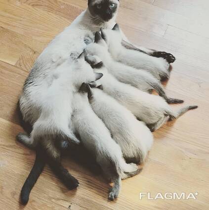 WhatsApp mig på. .. ..  Siamesiska kattungar