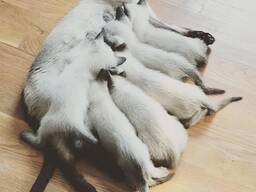 WhatsApp mig på.....  Siamesiska kattungar