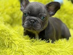 WhatsApp mig på.....  Vackra franska bulldoggvalpar