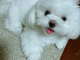 WhatsApp mig på.....  Vackra malteservalpar