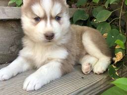 WhatsApp mig på. .. ..  Vackra Siberian husky-valpar