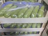 ZUCCHINI - фото 2